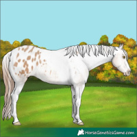 Horse Color:Amber Champagne Tobiano Appaloosa 