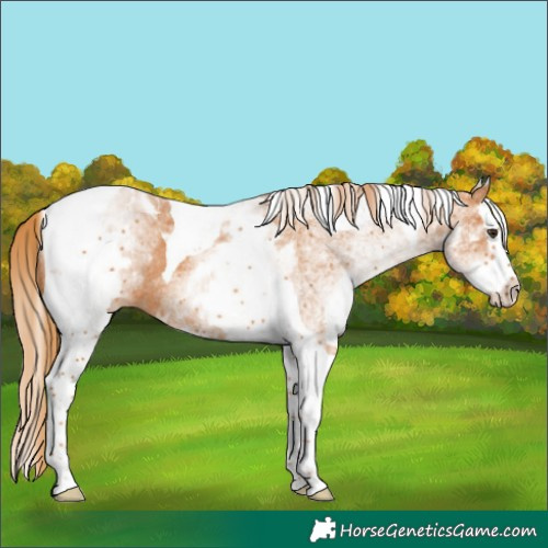 Horse Color:White Spotted Chestnut Splash Tobiano 