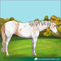 Horse Color:White Spotted Chestnut Splash Tobiano 