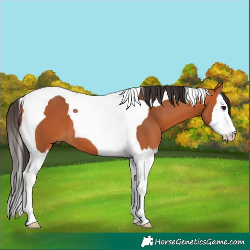 Horse Color:Bay Splash Tobiano 