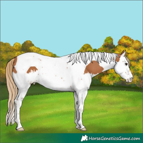 Horse Color:Chestnut Splash Tobiano 