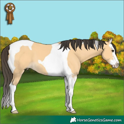 Horse Color:Buckskin Splash Tobiano 