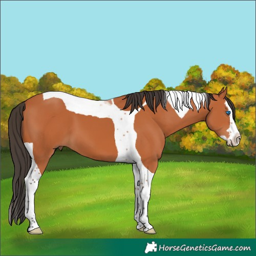 Horse Color:Bay Splash Tobiano 