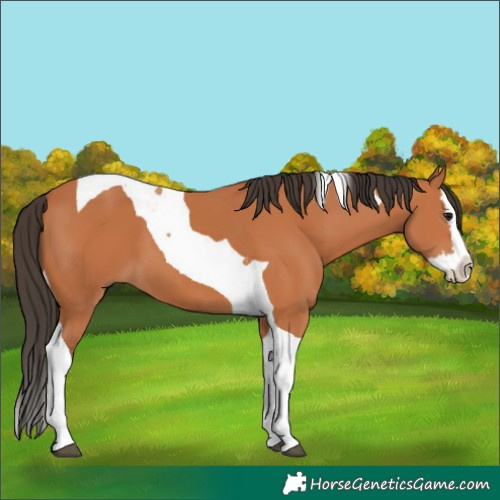 Horse Color:Bay Splash Tobiano 