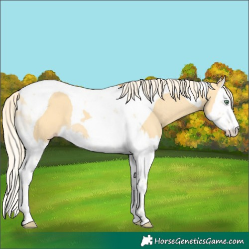 Horse Color:Gold Cream Champagne Dun Splash Tobiano 