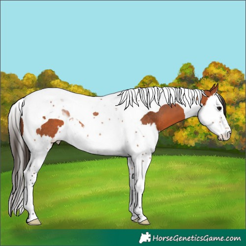 Horse Color:Bay Splash Tobiano Rabicano 