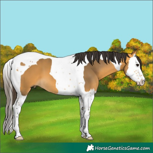 Horse Color:Buckskin Splash Tobiano 