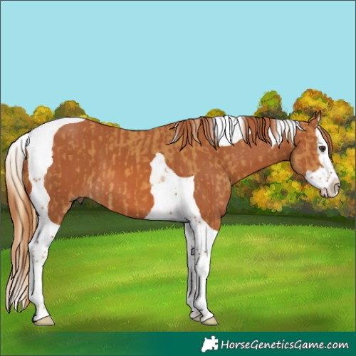 Horse Color:Palomino Splash Tobiano  and Chestnut Splash Tobiano 
