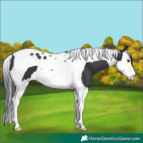 Horse Color:Black Splash Tobiano 