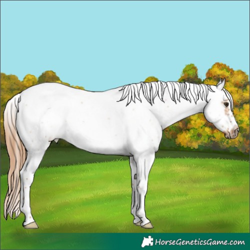Horse Color:Red Dun Roan Splash Tobiano Frame Rabicano 