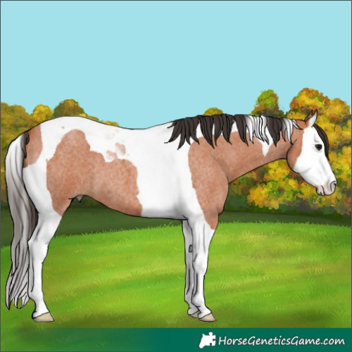 Horse Color:Bay Roan Splash Tobiano 