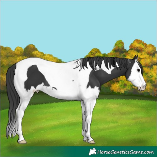 Horse Color:Black Splash Tobiano 