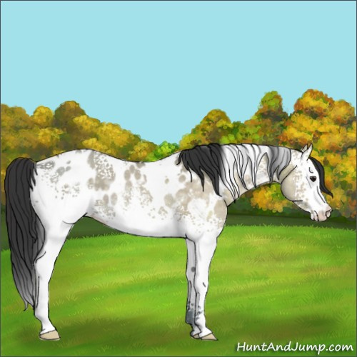 Horse Color:White Spotted Brown Ice Dun Appaloosa Rabicano 