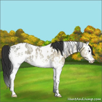 Horse Color:White Spotted Brown Ice Dun Appaloosa Rabicano 