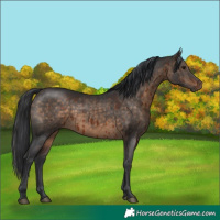 Horse Color:Brown Dun Brindle 