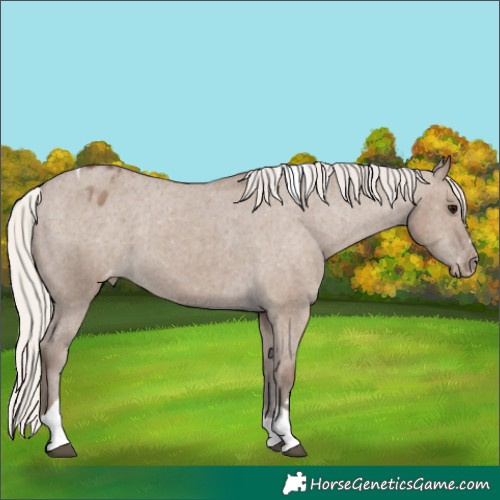 Horse Color:Silver Grullo Tobiano Appaloosa 