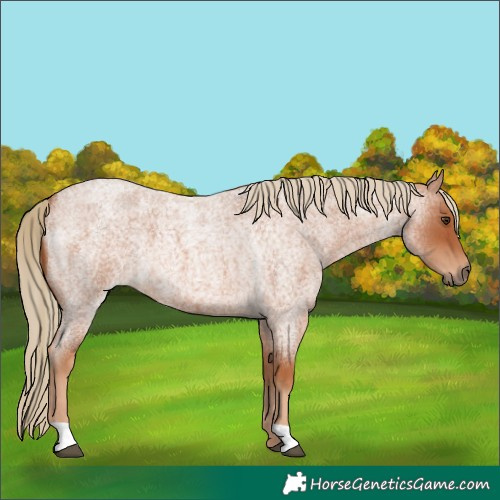 Horse Color:Red Roan 