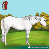 Horse Color:Gray Silver Bay Dun Tobiano Appaloosa Rabicano 