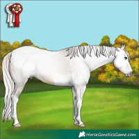 Horse Color:Gray Silver Bay Dun Tobiano Appaloosa Rabicano 