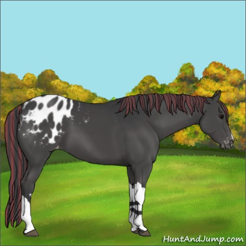 Horse Color:Painted Black Appaloosa 