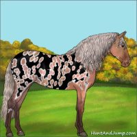 Horse Color:White Spotted Silver Bay Dun Near Leopard 