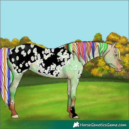 Horse Color:Painted White Spotted Silver Sable Champagne Dun Blanket Rabicano
