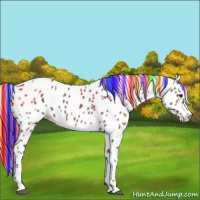 Horse Color:Painted White Spotted Liver Red Dun Appaloosa 