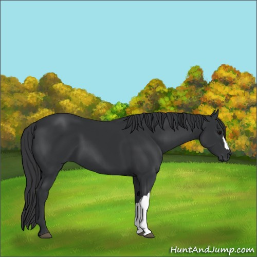 Horse Color:Black 