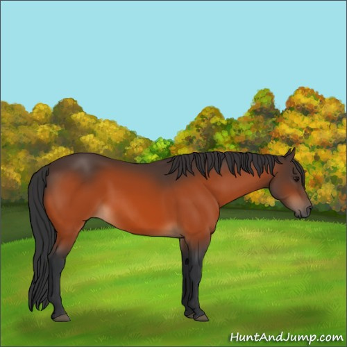 Horse Color:Brown 
