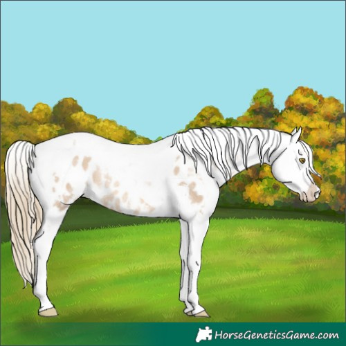 Horse Color:White Spotted Red Dun Tobiano Appaloosa Rabicano 