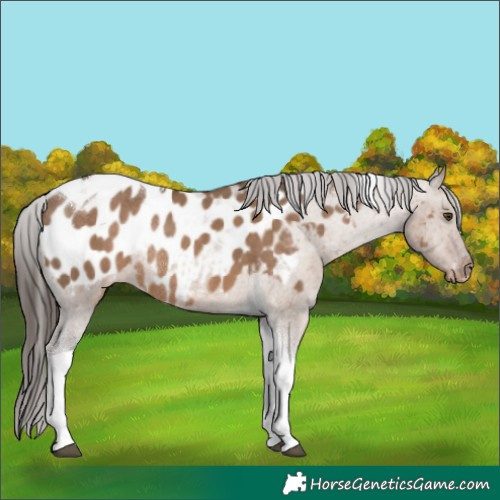 Horse Color:Liver Red Dun Tobiano Appaloosa Rabicano 