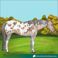 Horse Color:Liver Red Dun Tobiano Appaloosa Rabicano 
