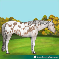 Horse Color:Liver Red Dun Tobiano Appaloosa Rabicano