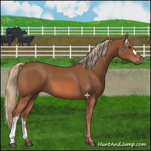 Horse Color:Chestnut 