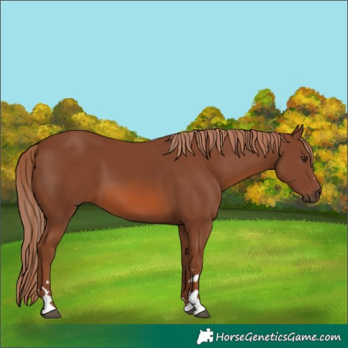 Horse Color:Chestnut 