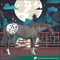 Horse Color:Smoky Black Appaloosa 