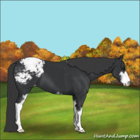 Horse Color:Black Sabino Appaloosa 