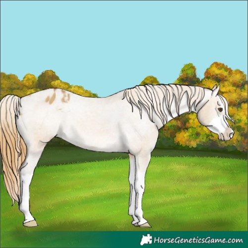 Horse Color:Buckskin Dun Splash Appaloosa Rabicano 