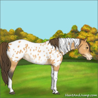 Horse Color:Buckskin Tobiano Near Leopard Rabicano 