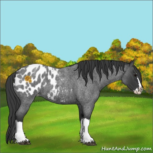 Horse Color:Blue Roan Splash Appaloosa 
