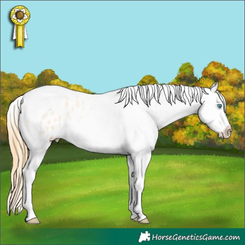 Horse Color:Buckskin Roan Pearl Tobiano Frame Appaloosa 