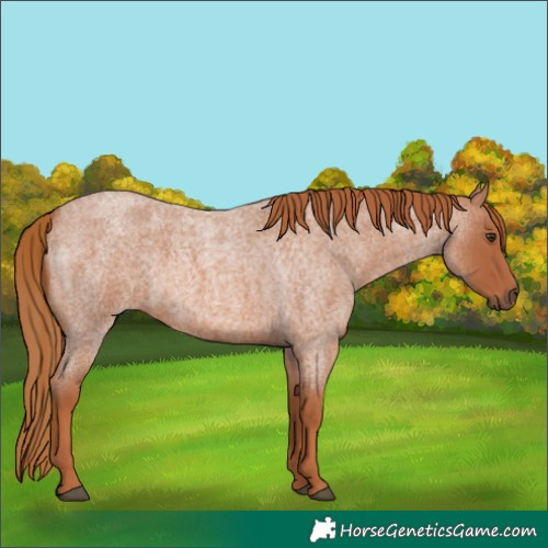 Horse Color:Red Roan