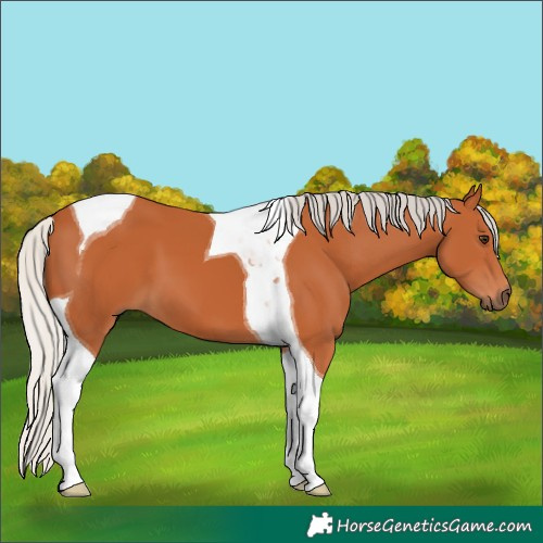 Horse Color:Silver Bay Tobiano 