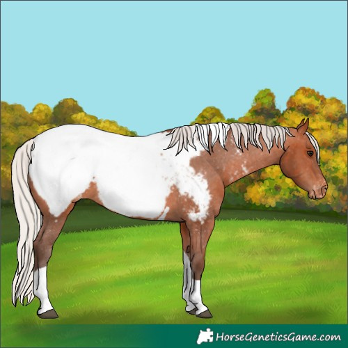 Horse Color:Silver Bay Tobiano Appaloosa 