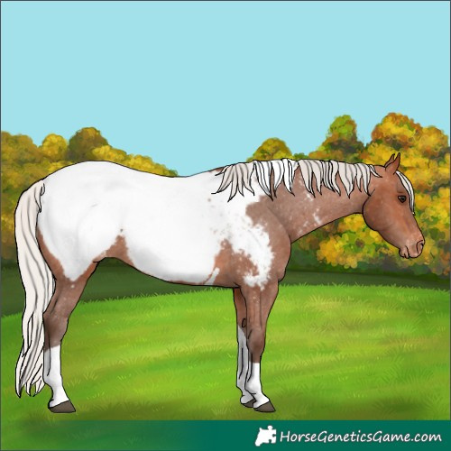 Horse Color:Silver Bay Tobiano Near Fewspot 
