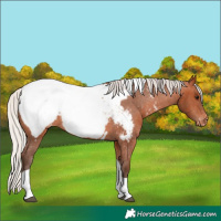 Horse Color:Silver Bay Tobiano Appaloosa 
