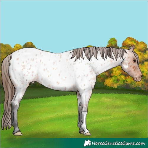 Horse Color:Bay Roan Appaloosa 