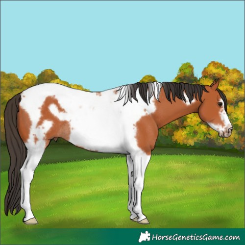 Horse Color:Bay Tobiano Frame Rabicano 
