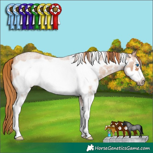 Horse Color:Red Roan Sabino Frame 