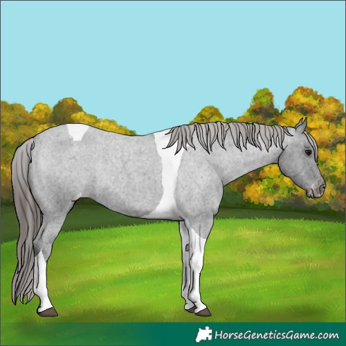 Horse Color:Blue Roan Tobiano Appaloosa Rabicano 